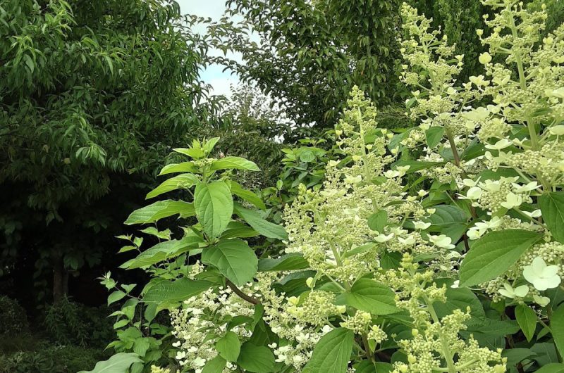 jardin  MARGUERITE CLNT 2024 (3)