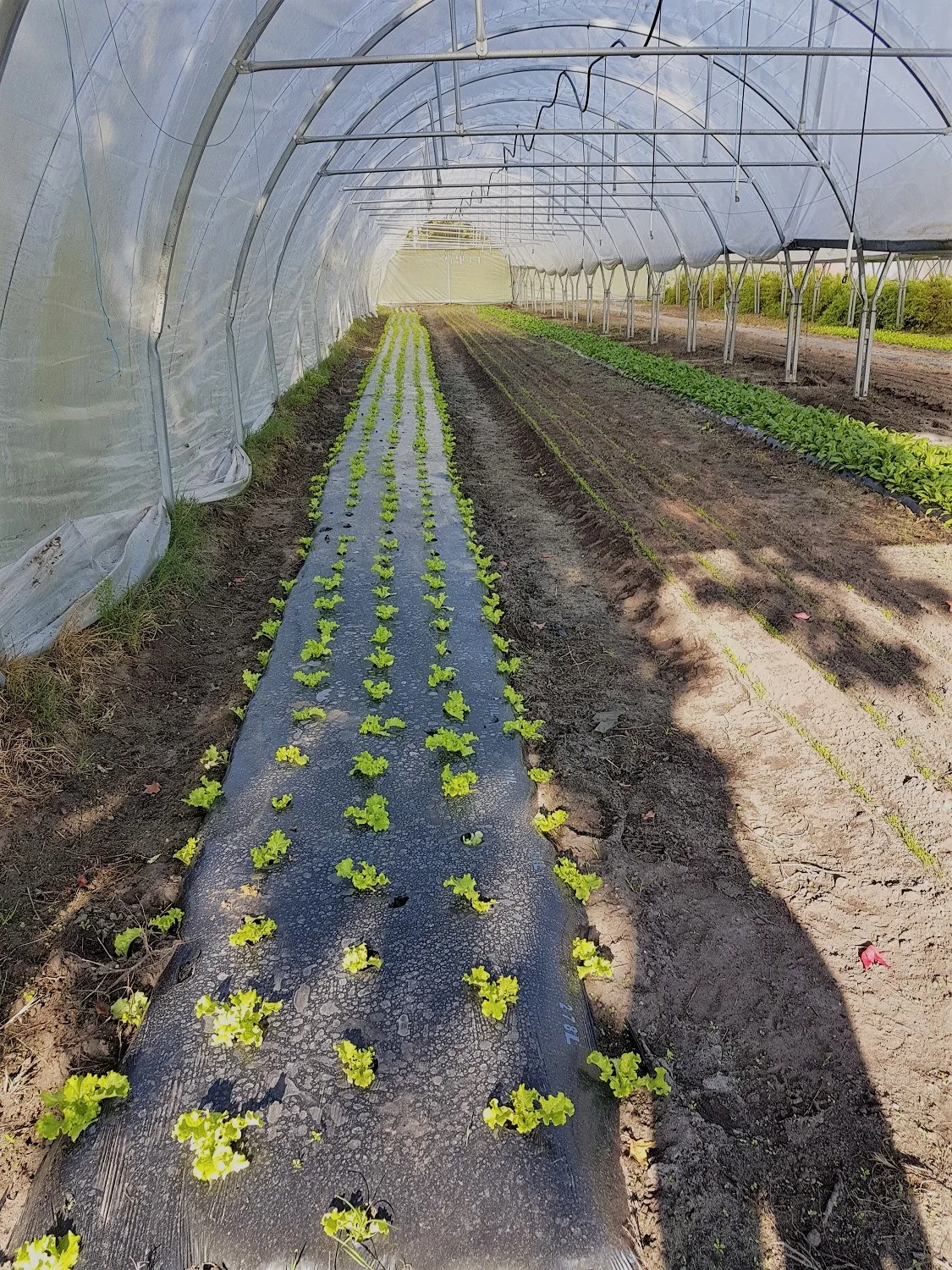 jardins de noneres2020R©OTCA Mont de Marsan Agglo (9)