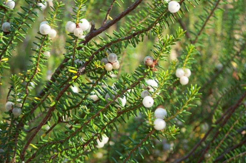 kg mailloueyre 2011 (24)