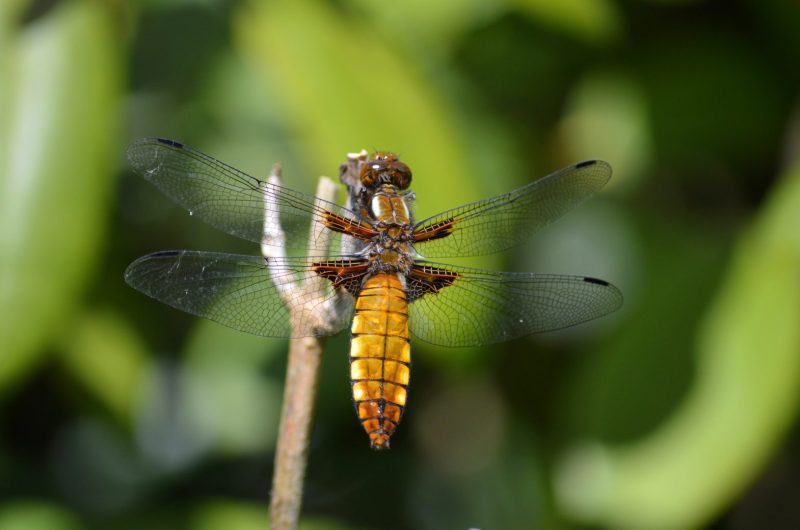 neelam279-dragon-fly-8031883