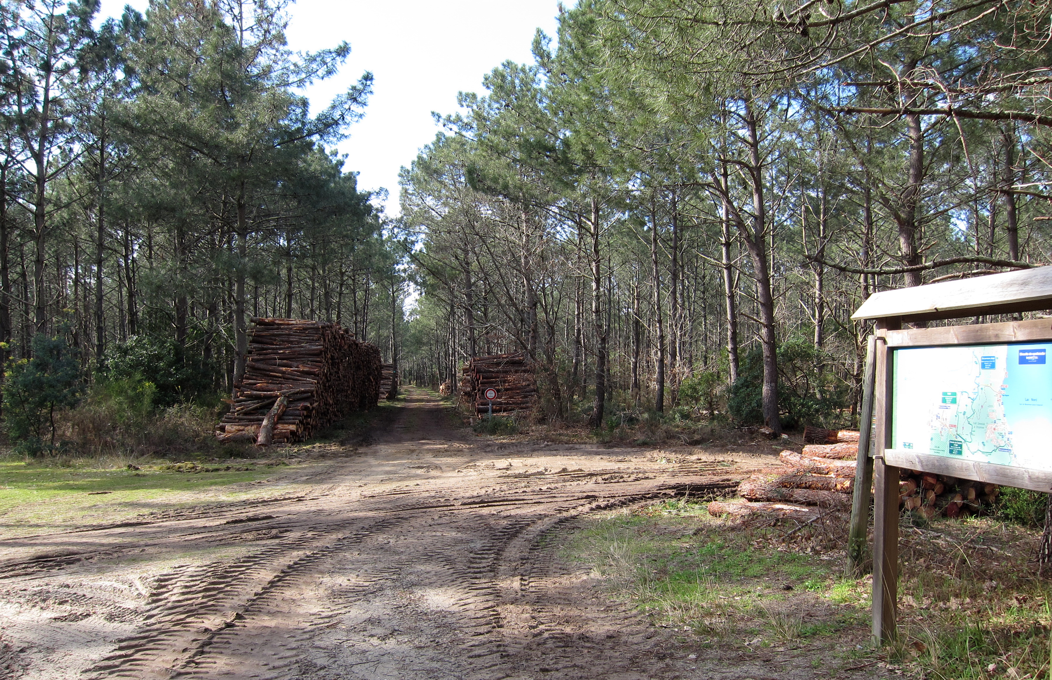 Sentier rando entre lac et forêt
