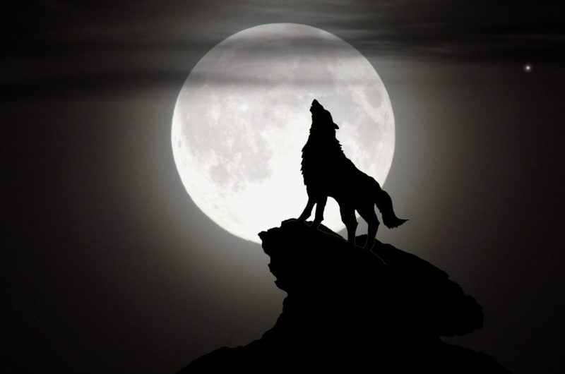 placidplace-wolf-7105066