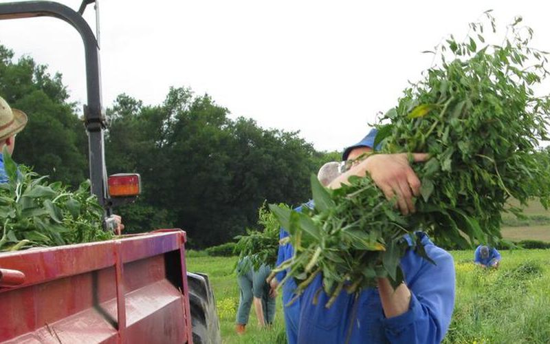 récolte de la plante de maylis