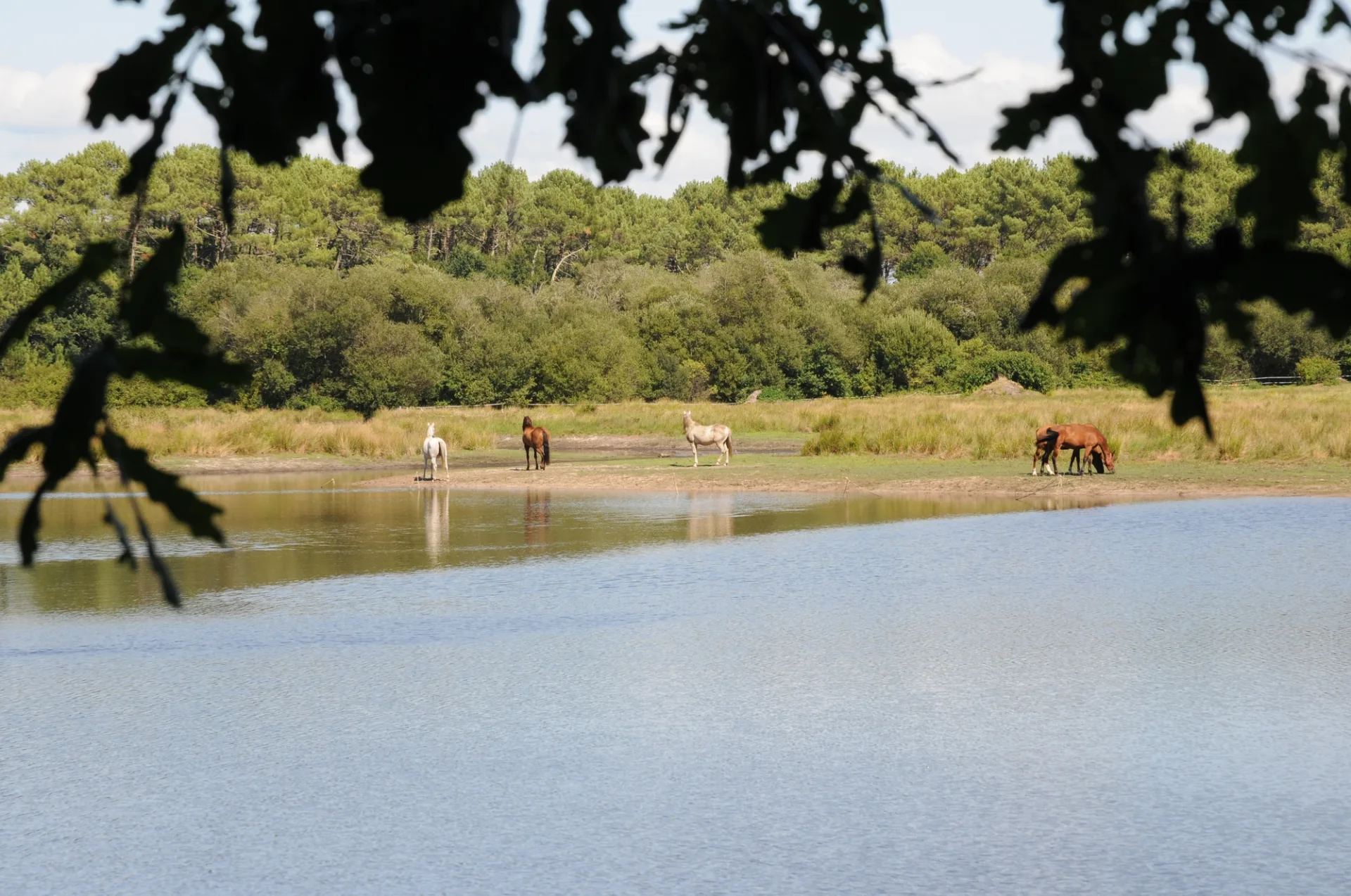 A Bias, sentier pédestre «L’Etang du Bourg Vieux»