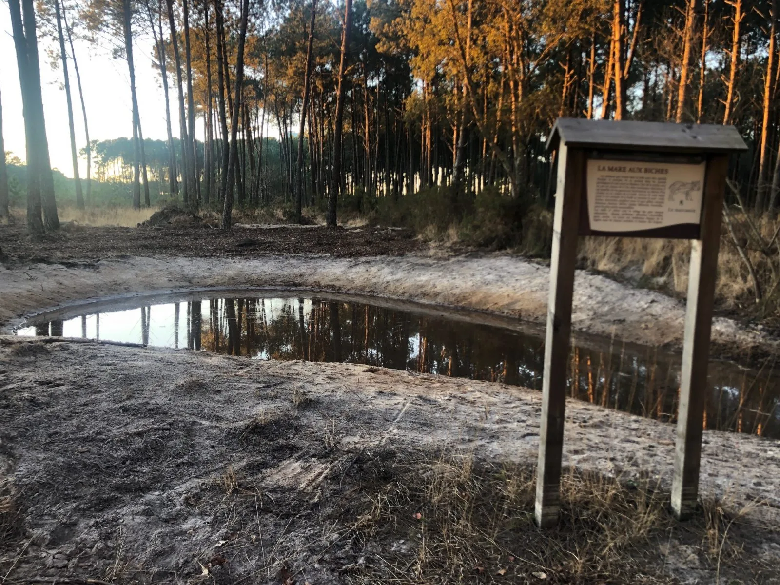 A Vieux-Boucau, sentier découverte La mare aux biches