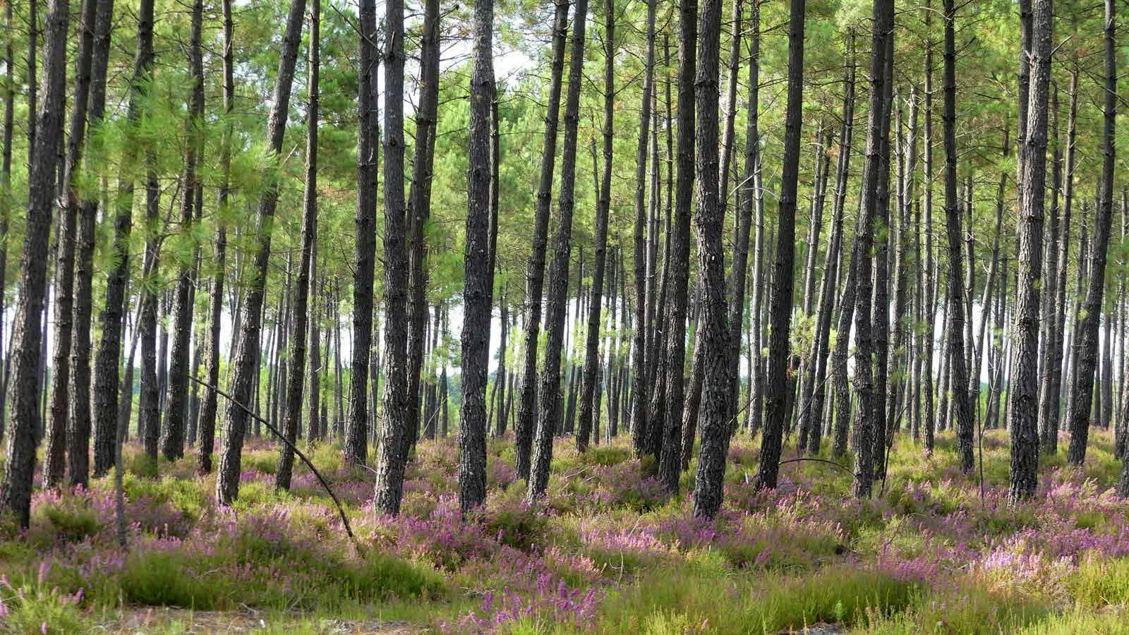 A Capbreton, parcours pédagogique du Tuc