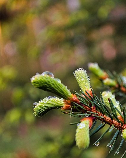 virginia-pine-6487505_640