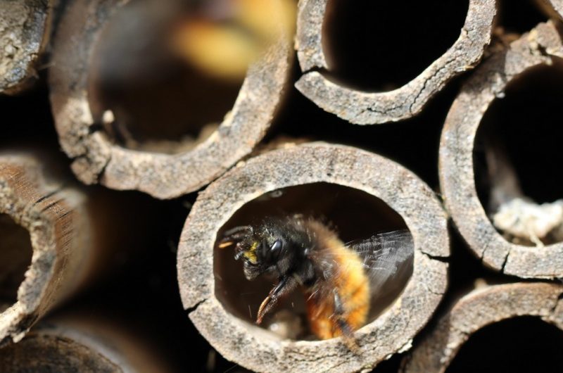 web_Atelier CPIE ©Heisabe Osmie