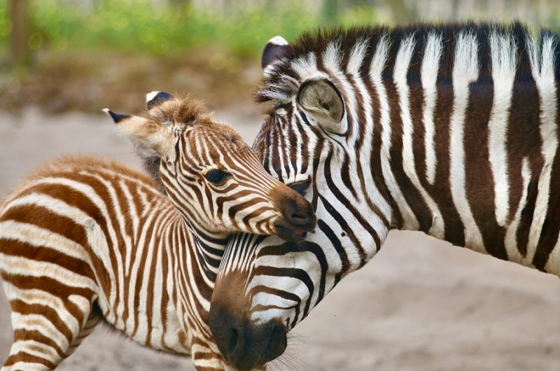 zoo-labenne-bb-zebre