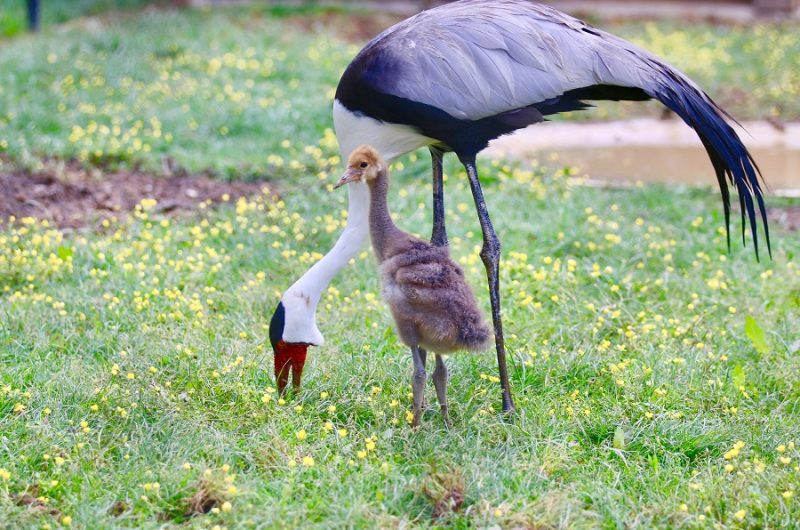 zoo-labenne-grue-caronculée-bb
