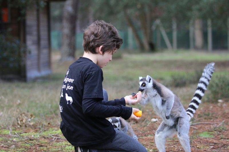 zoo-labenne-lemurien-kid