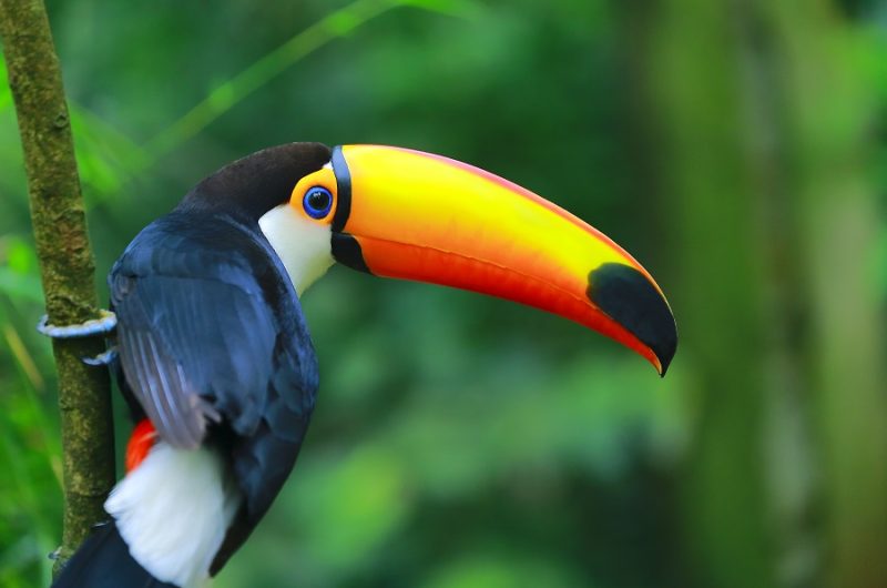 zoo-labenne-toucan-toco-0724